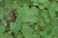 Pithecellobium dulce