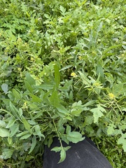 Sisymbrium erysimoides