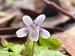 Viola perreniformis