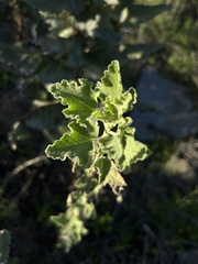Malacothamnus foliosus