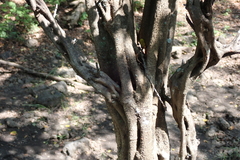 Pithecellobium dulce
