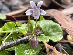 Viola perreniformis