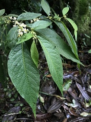 Lycianthes