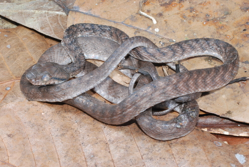 Boiga irregularis observed 2008-07-15