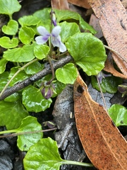 Viola perreniformis