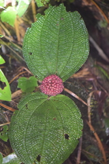 Miconia reflexa