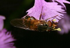 Rhingia nasica