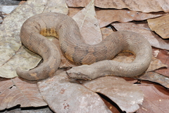 Candoia aspera