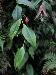 Themistoclesia rostrata