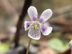 Viola perreniformis