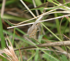 Hednota pleniferellus