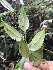 Themistoclesia rostrata