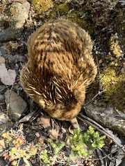 Tachyglossus aculeatus setosus