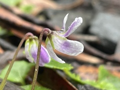 Viola perreniformis