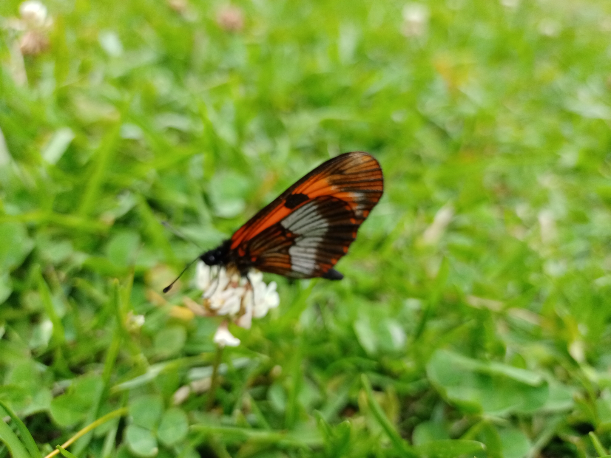 Acraeini image