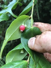 Themistoclesia rostrata