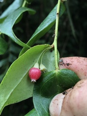 Themistoclesia rostrata