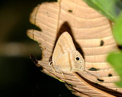 Euselasia eurymachus