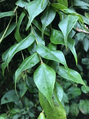 Themistoclesia rostrata