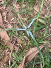 Rhynchospora nervosa