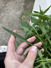 Sisymbrium orientale