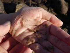 Cirolana harfordi