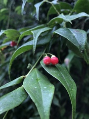 Themistoclesia rostrata