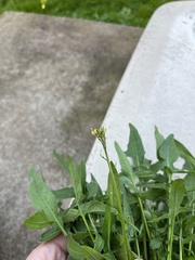 Sisymbrium orientale