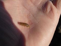 Cirolana harfordi