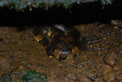Candoia aspera