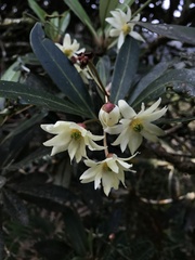 Drimys granadensis