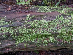 Plagiothecium undulatum