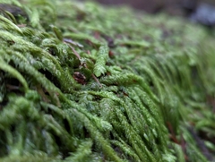 Plagiothecium undulatum