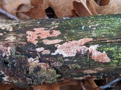 Ceriporia purpurea