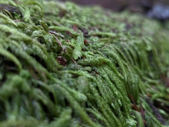 Plagiothecium undulatum