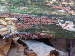 Ceriporia purpurea