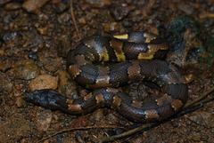 Candoia aspera