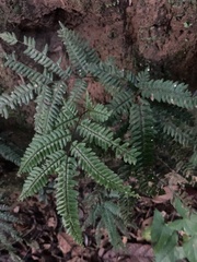 Adiantum