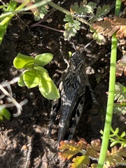 Chimarocephala pacifica