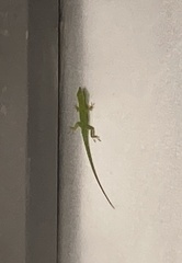 Anolis callainus
