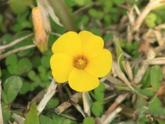 Oxalis conorrhiza