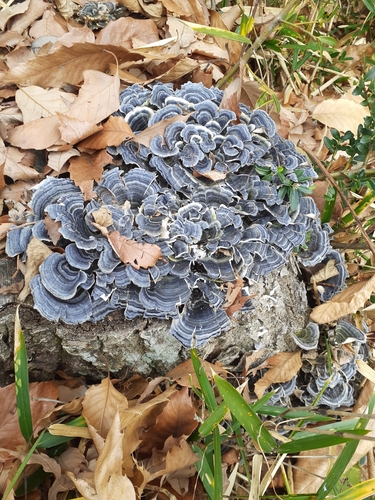 Trametes versicolor