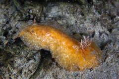Sclerodoris