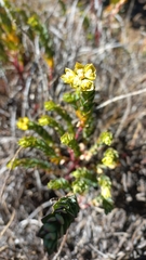 Euphorbia beamanii