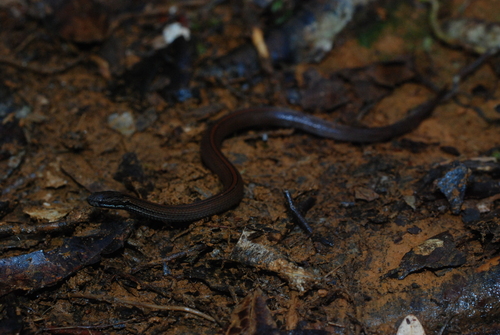 Striped Crown Snake