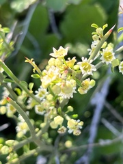 Adolphia californica