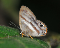 Euselasia melaphaea
