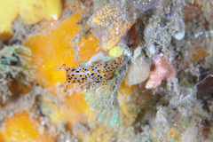 Thecacera pennigera