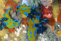 Tambja verconis