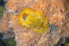 Sclerodoris